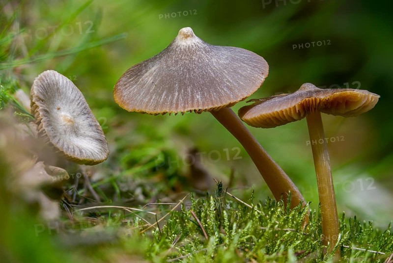 Entoloma cucullatum, entoloma vernum, spring poisonous rotling, spring bellling, fearsome spring bellling, striped spring redling, rhodophyllus cucullatus, rhodophyllus vernus, fungi, fungus, mushrooms