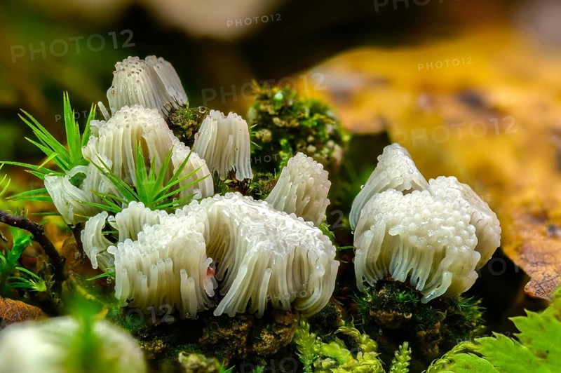 Eumycetozoa, threadweed, threaddust spec., mycetozoa, slime molds, stemonitis spec., fungi, fungi, fungi, fungi, fungi