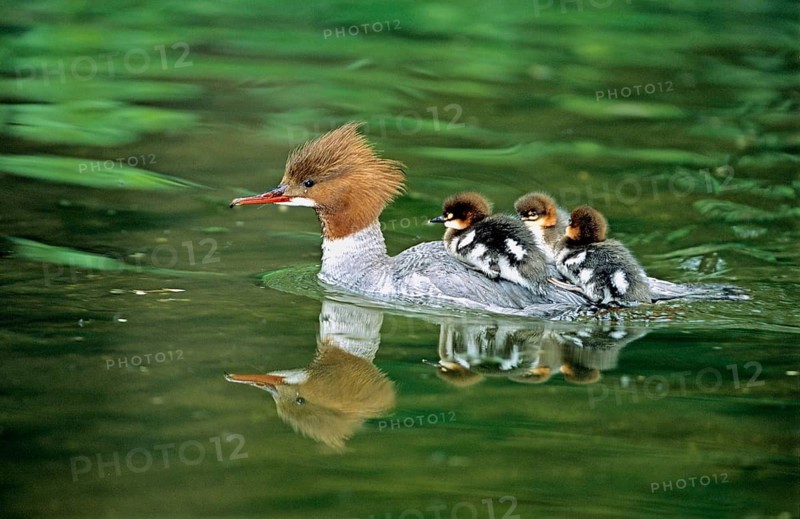 Animals, birds. The goosander (Mergus merganser) carries its young on its back: young animals, chicks