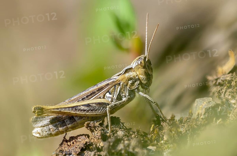 Acrididae, caelifera, field locusts, gomphocerinae, short-feeler, nightingale grasshopper, bow-winged grasshopper, chorthippus biguttulus, female, grasshopper, grasshoppers, insects, female