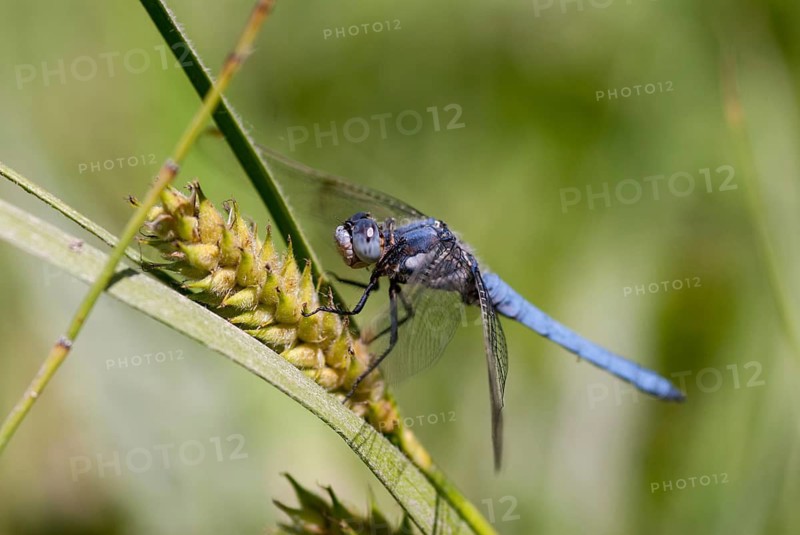 Orthetrum Brunneum, Southern Skimmer, Southern Blue Arrow, Anisoptera, Blue Arrow, Bulgaria, Damselflies, Dragonflies, Insects, Dragonflies, Male, Odonata, Sailing Barks