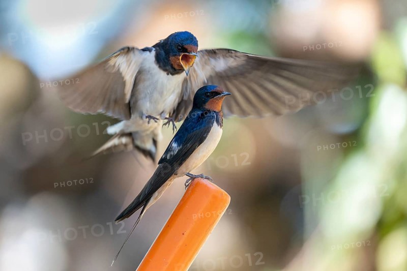 Hirundo rustica, barn swallow, courtship behavior, birds, passeri, swallows, songbirds, songbirds, birds