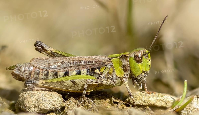 Acrididae, caelifera, field locusts, gomphocerinae, grasshoppers, heather grasshoppers, small heather grasshoppers, short-feeler scare, stenobothrus stigmaticus, grasshoppers, insects, lesser mottled grasshoppers