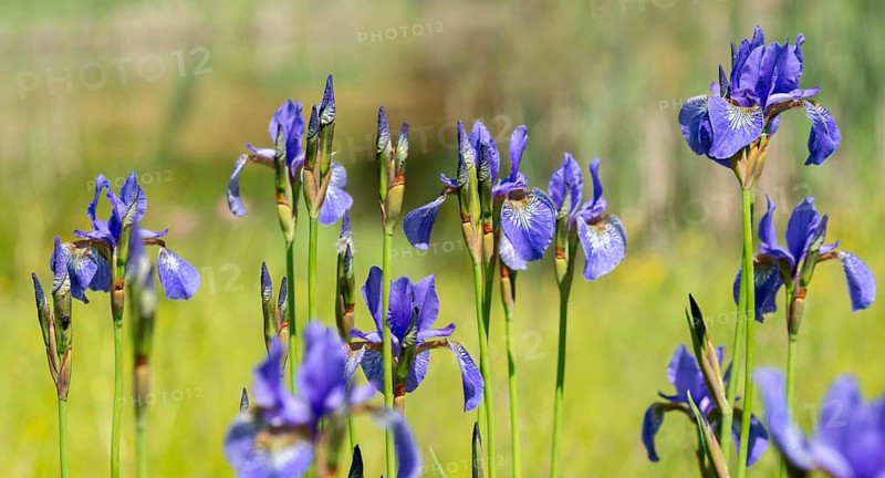 Blue iris, iris sibirica, Siberian flag, Siberian iris, Siberian iris, meadow iris, flora, plants, plants