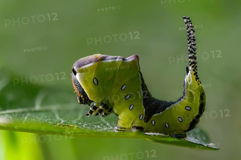 Cerura vinula, fork tail, large fork tail, notodontidae, puss moth, tooth spinner, inchworm, insects, moths, moths, moths, caterpillar, butterflies