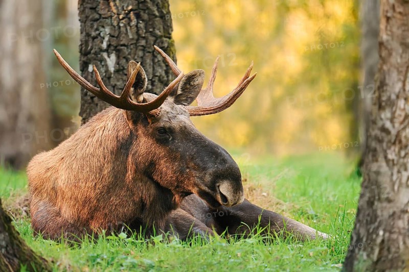 Eurasian moose (Alces alces alces), bull moose in autumn, Sweden