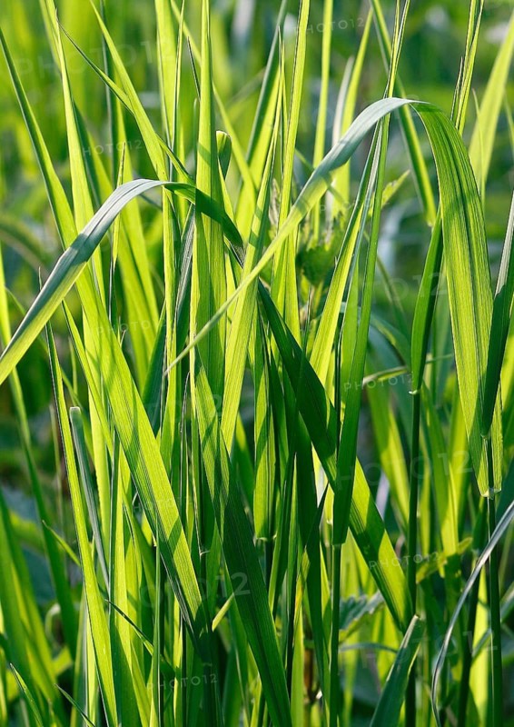 Tall green blades of grass (Gramen), in the evening light, North Rhine-Westphalia, Germany