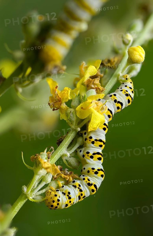Cucullia lychnitis, grey-pollinated woolly monk, Shargacucullia lychnitis, later mullein monk, striped lychnis, high size, portrait, inchworm, insects, moths, moths, moths, caterpillar, butterflies