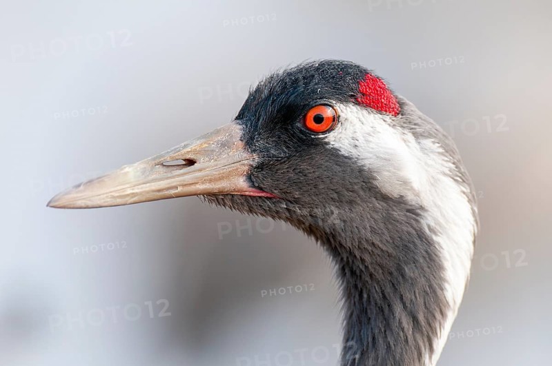 A crane (Grus grus) preening its plumage, Fågelsjö, Gävleborg County, Sweden