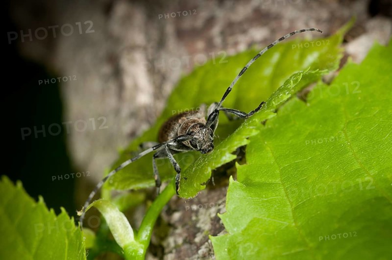 Lindenbock, Oplosia cinerea, Oplosia fennica, Deadwood Lindenbock, Beetle, Longhorn Beetle, Coleoptera, Insects, Beetles