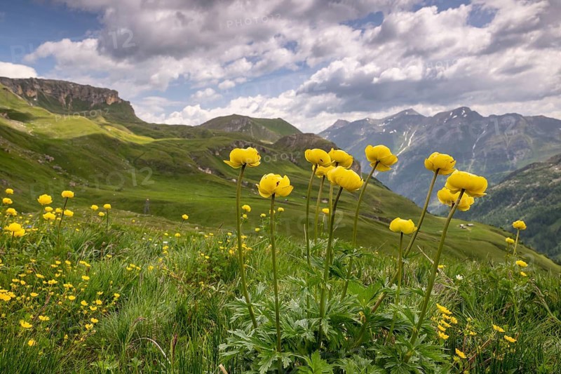 Goblin flower (Trollius europaeus), mountain meadow in the Hohe Tauern National Park, Heiligenblut, Carinthia, Austria