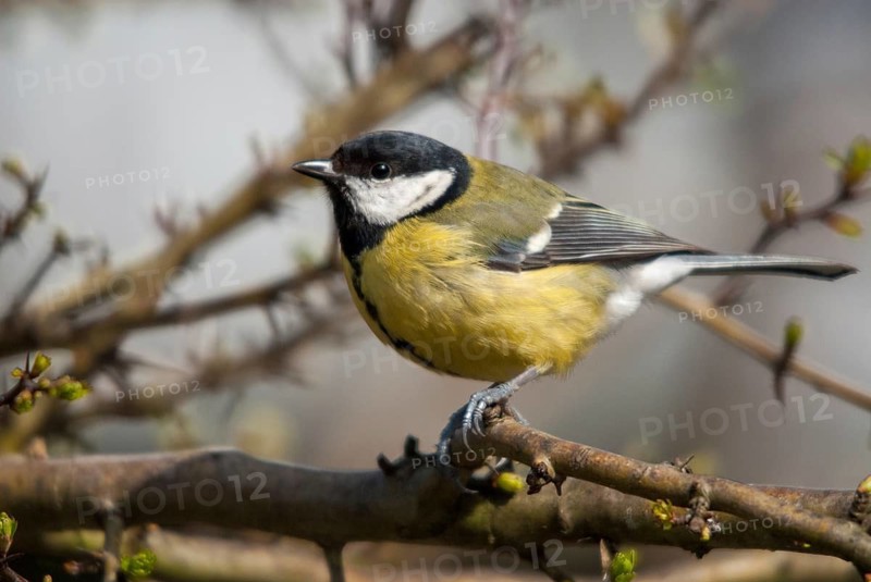 Great tit, great tit, parus major, birds, tits, passeri, songbirds, songbirds, tits, birds