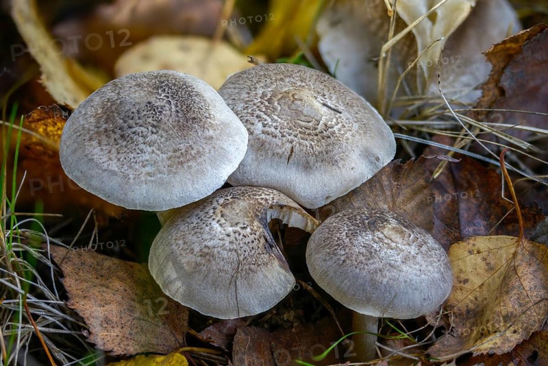 Yellowing terling, narrow-spored yellowing earterling, silver-gray earterling, tricholoma argyraceum sensu, tricholoma scalpturatum, fungi, fungi
