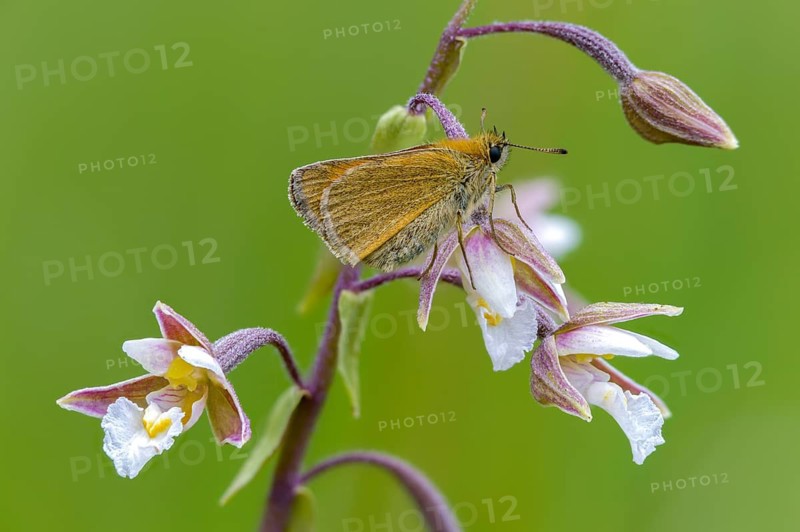 Brown-winged brown thighead, common marshwort, epipactis palustris, ochre-yellow brown-thighead, ochre-yellow thighead, orchids, orchids, orchids, small skippers, swampsitter, marsh tailwort, thymelicus sylvestris, white marsh root, butterfly, flora, insects, insects, Marsh helleborine, plants, butterfly, butterflies