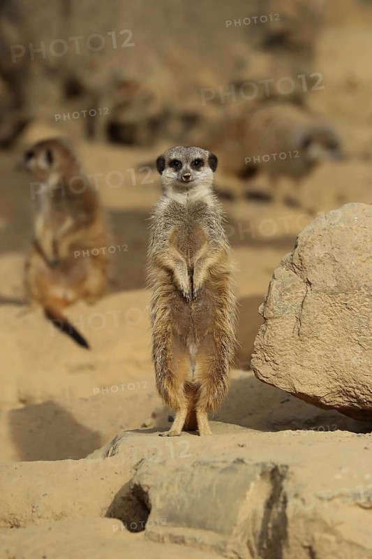 A meerkat standing upright in a group on sandy ground, meerkat (Suricata suricatta) keeping watch, in captivity