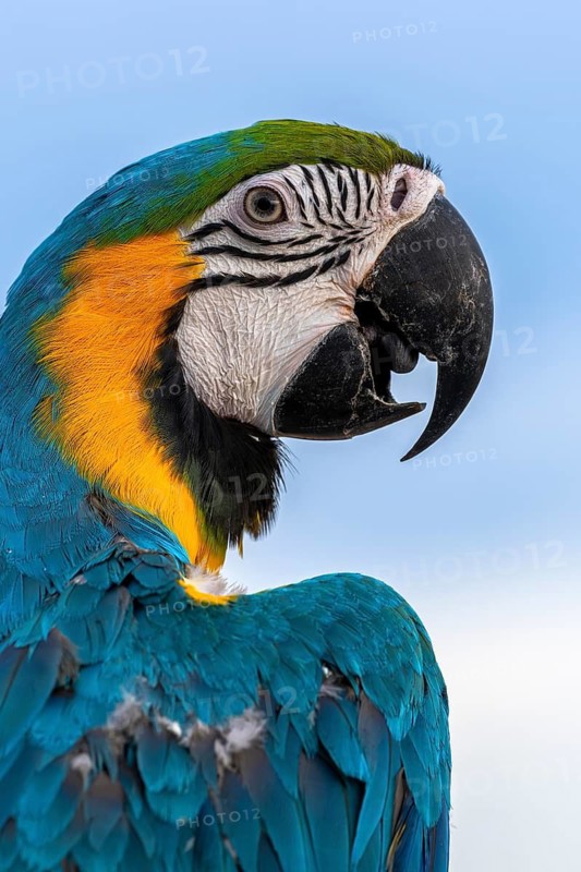 Yellow-breasted macaw (Ara ararauna), Jomtien, Thailand