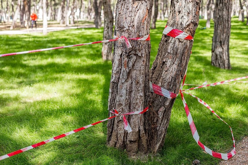 Trunks of trees wrapped with warning tape in a green park. Concept of tree cutting, environmental issues, forest management, damaged or dangerous trees marked for removal