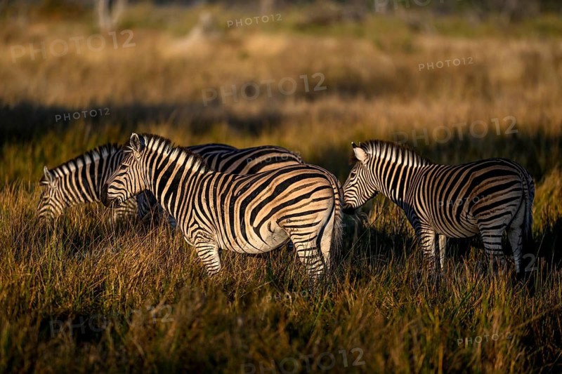 Plains zebras (Equus quagga) near Atzaró Camp, Okavango Delta, North-West District, Botswana