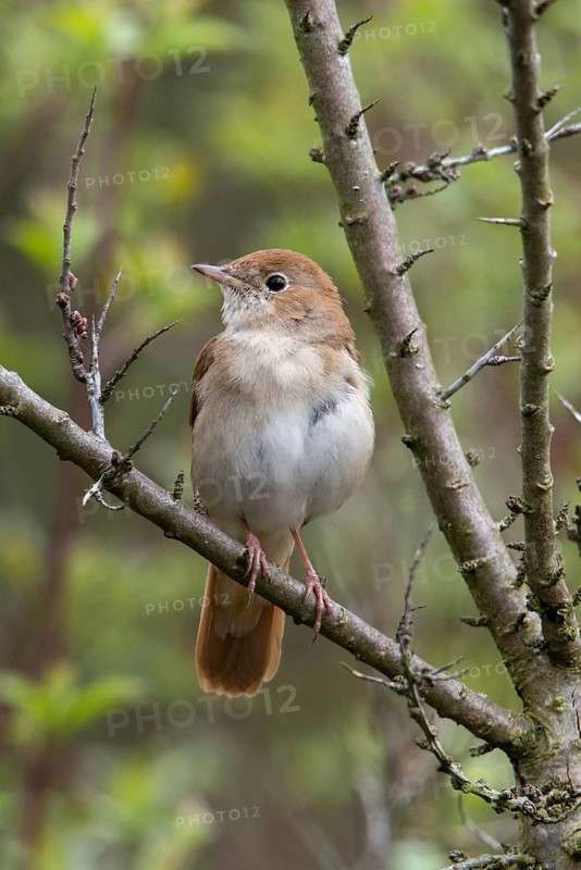 Brandenburg, Germany, Luscinia megarhynchos, Nabu project, nightingale, national natural heritage, natural paradise Grünhaus, nightingale, post-mining landscape, birds, green house, high size, portrait format, passeri, songbirds, birds