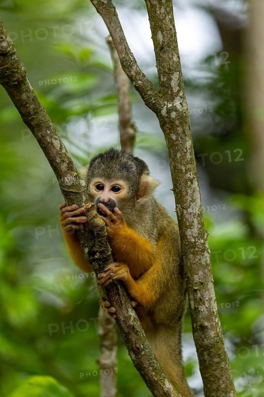 A squirrel monkey clings to a tree trunk in a green forest, squirrel monkey or black-capped squirrel monkey (Saimiri boliviensis), juvenile, in captivity, Apenheul, Netherlands