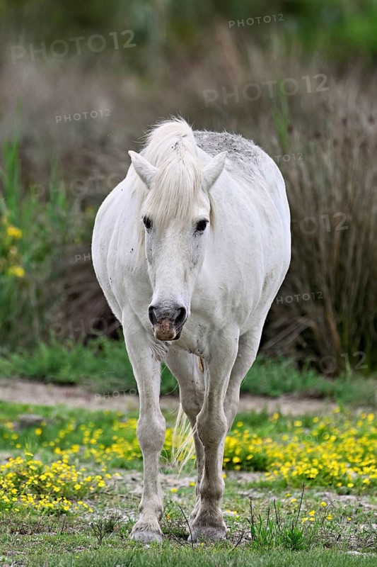 Camargue horse (Equus caballus), running across a meadow of yellow flowers in bloom, Saintes-Marie-de-la-Mer, Camargue, southern France, France