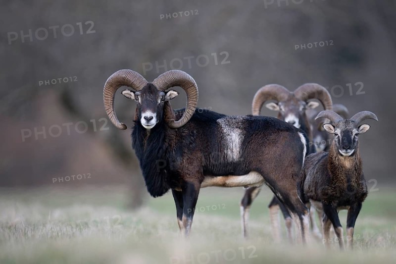 Mouflon (Ovis gmelini), Bitburg, Rhineland-Palatinate, Germany