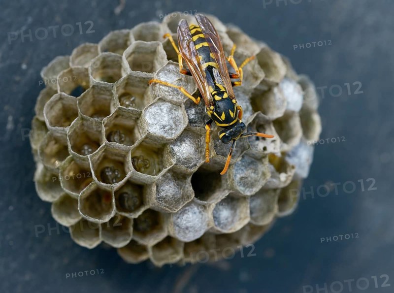 Brighter-colored paper wasp, French field wasp, gallic field wasp, house field wasp, hymenoptera, polistes dominula, vespidae, wrinkle wasp, field wasp, insects, nest