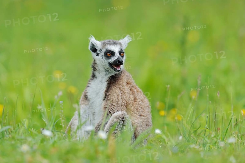 A ring-tailed lemur (Lemur catta) is sitting in a meadow, in captivity, found in Madagascar