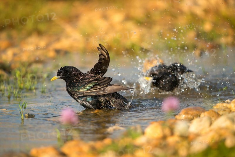 Star, Starling, Sturnus Vulgaris, Bath, Bird Bath, Birds, Passeri, Songbirds, Potion, Birdbath, Birds, Watering Place