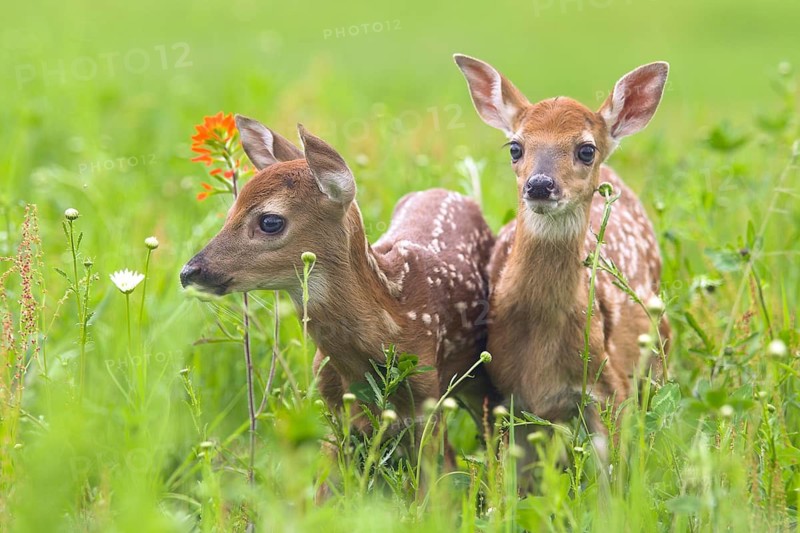 White-tailed deer (Odocoileus virginianus), Minnesota, USA: Two curious fawns stand together in a green meadow