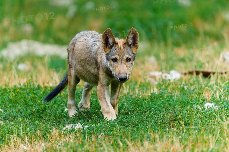 Timberwolf, wolf, American wolf (Canis lupus lycaon), Germany: A curious wolf cub explores the grassy terrain