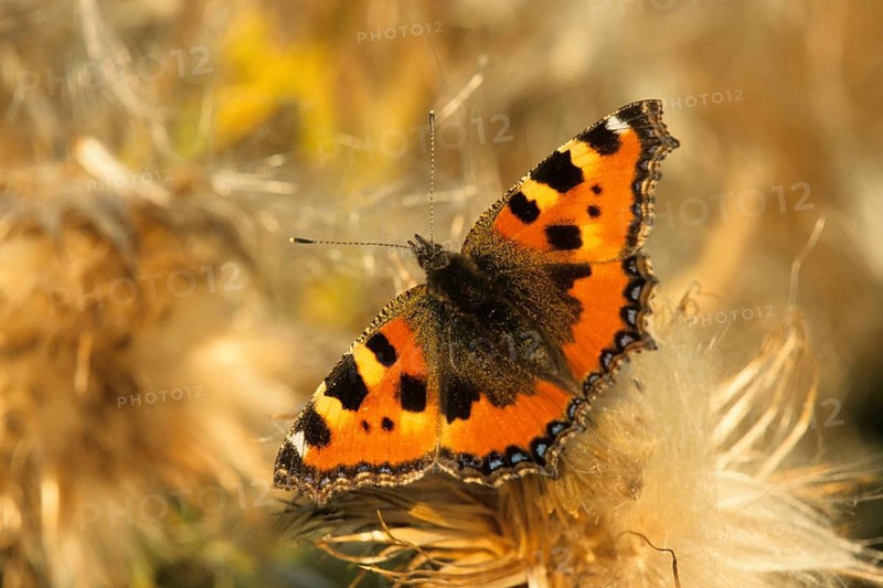 Animals, insects, moths, butterflies, Small tortoiseshell, butterfly (Aglais urticae), Germany