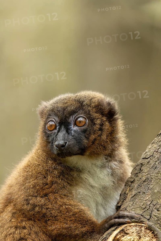 A lemur sits on a tree trunk, its large eyes gazing curiously into the distance, a red-bellied lemur (Eulemur rubriventer), adult, sits in the tree, alert, in captivity, Apenheul, Netherlands