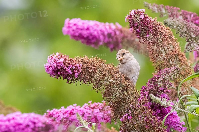 A house sparrow (Passer domesticus) perches amongst lilac-coloured flowers of the butterfly bush (Buddleja davidii), set against a blurred green background, Hesse, Germany