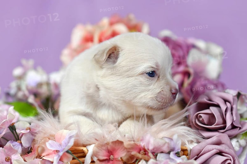 Close up of tiny three week old French Bulldog puppy in Platinum color surrounded by pink and violet flowers