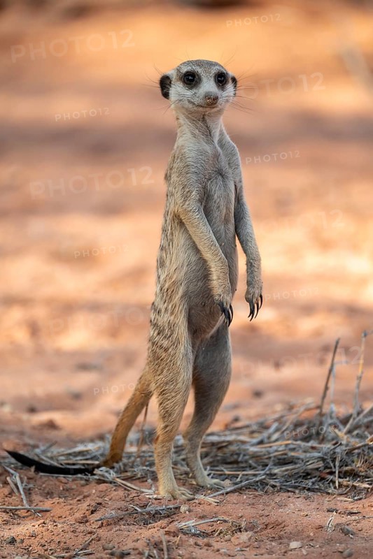 Standing meerkat (Suricatta suricata), on guard, Kgalagadi Transfrontier Park, Northern Cape, South Africa