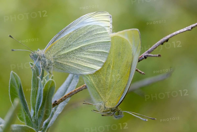 Brandenburg, Germany, little cabbage white, Nabu, Nabu project, national natural heritage, natural paradise Grünhaus, Pieris Rapae, small white, post-mining landscape, butterfly, green house, insects, butterflies, butterflies, whites