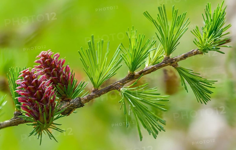 European larch, pine family, Larix decidua, larch, pinaceae, tree, blossom, tree, flora, plants, tree, female, female flower, cone