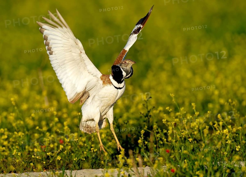 Little Bustard (Tetrax tetrax), courtship leap, Aragon, Spain