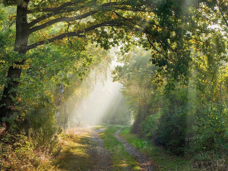 Hiking trail through mixed forest in the Harz foothills on the former inner-German border in autumn, sun rays break through morning fog, Grünes Band nature reserve, Osterwieck, Saxony-Anhalt, Germany