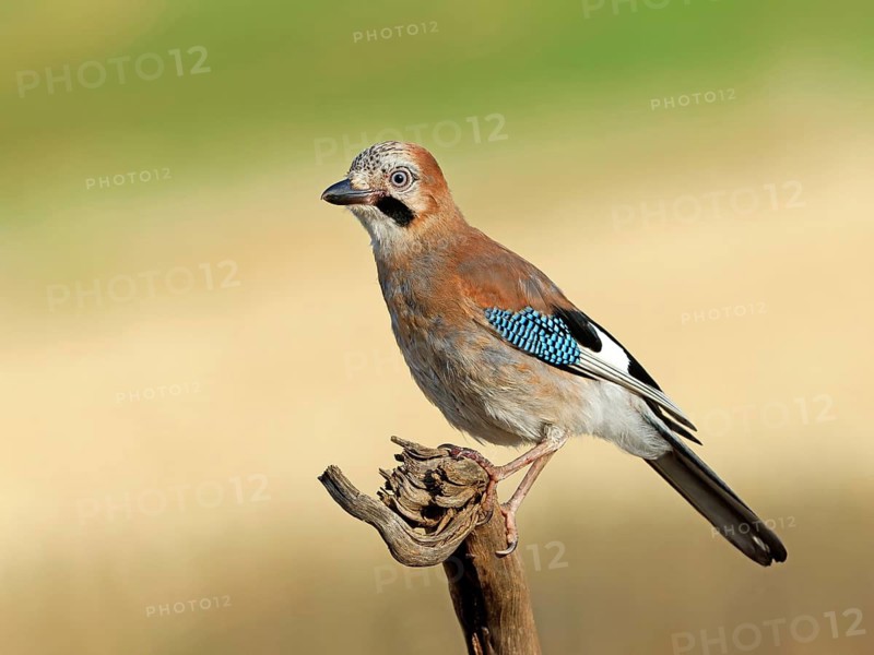 A jay (Garrulus glandarius) perched on a root, Solms, Hesse, Germany