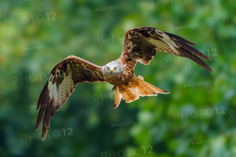Red Kite (Milvus milvus), wildlife, Germany, a bird of prey in flight with outstretched wings