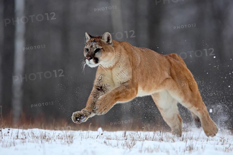 Cougar (Felis concolor), Minnesota, USA. A Cougar runs swiftly through the snow-covered landscape