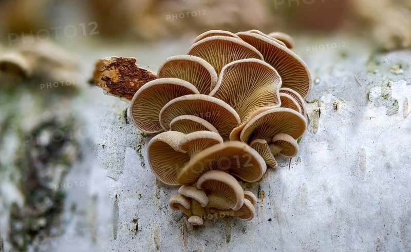 Astringent panus, bitter oyster, bitter mussel mushroom, bitter-sharp dwarf ball, oak dwarf ball, tart dwarf ball, luminescent panellus, panellus stipticus, panellus stypticus, stiptic fungus, fungi, fungus, mushrooms