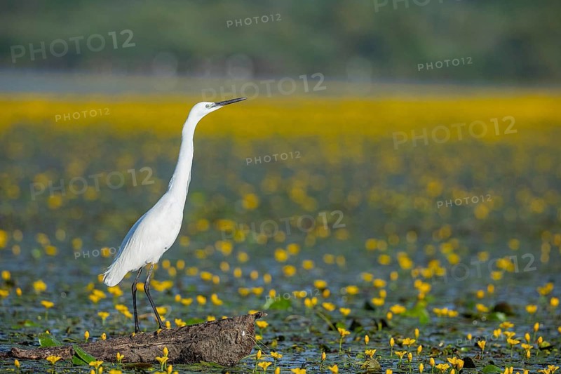 Little Egret (Egretta garzetta) Hungary