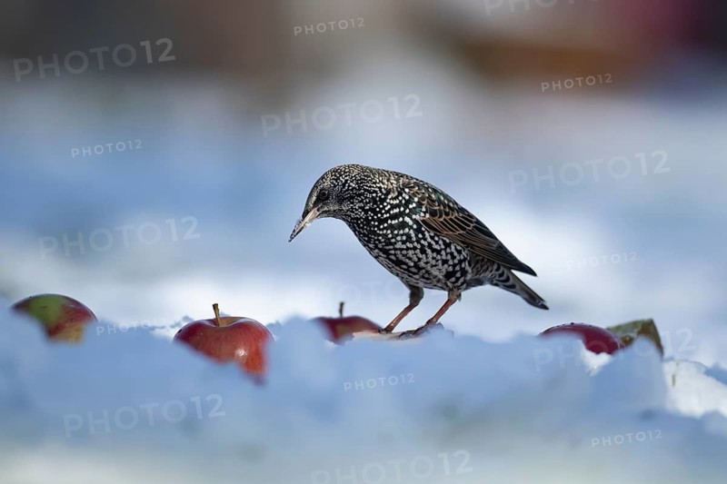 Common starling (Sturnus vulgaris) adult garden bird on a snow in winter, England, United Kingdom