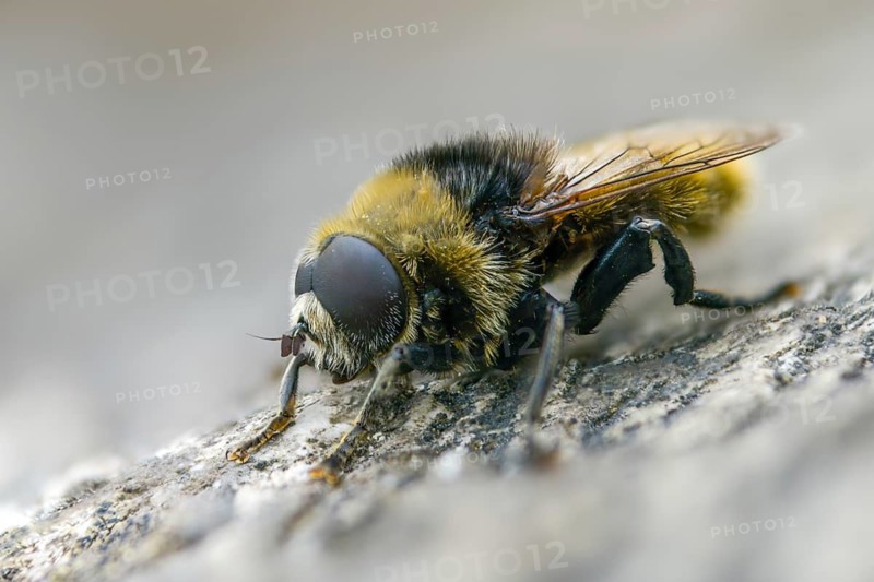Common daffodil hoverfly, large narcissus fly, merodon equestris, narcissus bulb fly, onion hoverfly, diptera, insects, hoverfly, two-winged