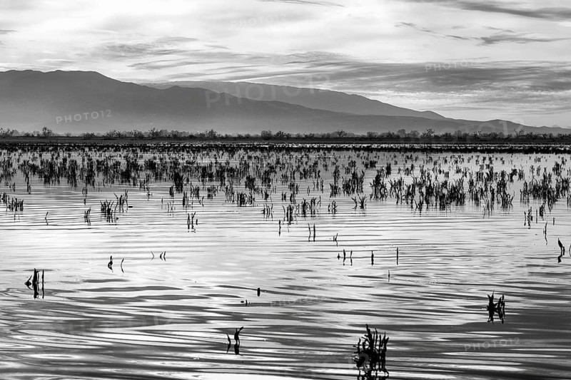 Shoreline, mountains on the horizon, reflections on the water surface, Lake Kerkini, Lake Kerkini, morning mood, monochrome, Central Macedonia, Greece