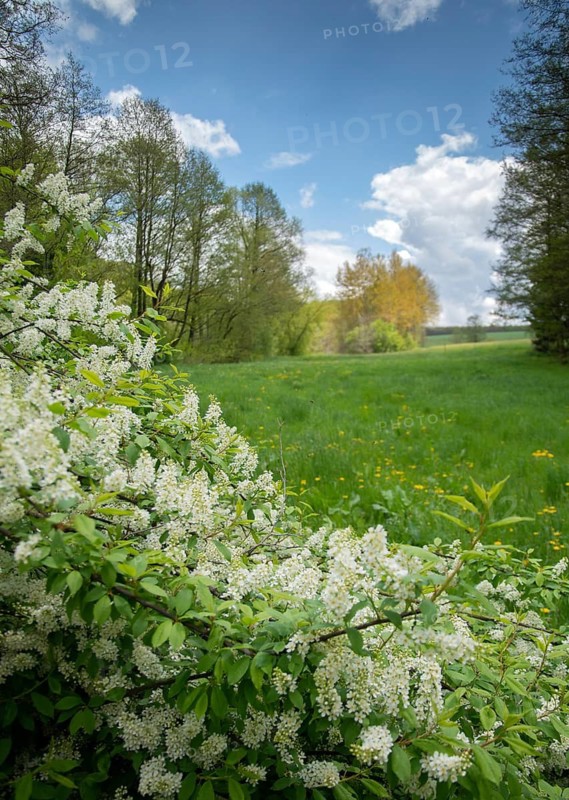 Eagle cherry, elsen cherry, common grape cherry, Mayday tree, Prunus padus, rosaceae, rose family, marsh cherry, tree, bird cherry, trees, flora, spring, hackberry, hagberry, high size, portrait format, plants, spring, tree