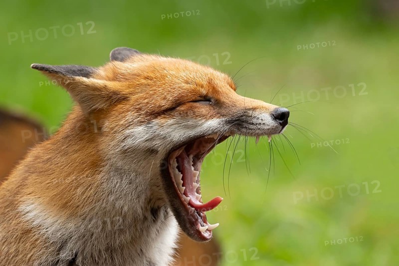Red fox (Vulpes vulpes) adult animal yawning, England, United Kingdom